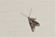 Blastodacna