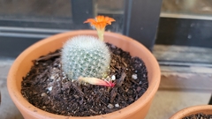 Rebutia