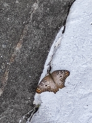 Anartia jatrophae