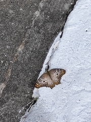 Anartia jatrophae