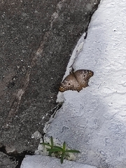 Anartia jatrophae