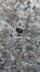 Chrysolina americana