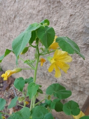 Abutilon leucopetalum