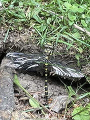 Cordulegaster bidentata