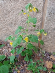 Abutilon leucopetalum