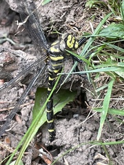 Cordulegaster bidentata