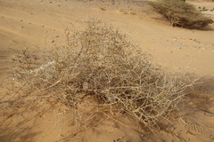 Traganum nudatum