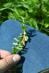 Triphragmium filipendulae
