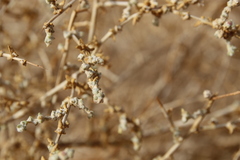 Traganum nudatum