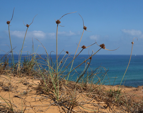 Cyperus sharonensis