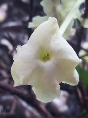 Brunfelsia nitida