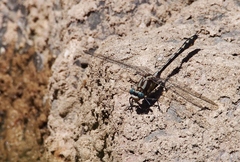 Phanogomphus kurilis