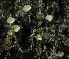 Convolvulus secundus