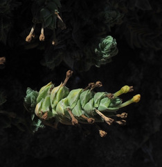 Crucianella maritima