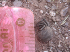 Latrodectus tredecimguttatus
