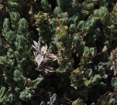 Crucianella maritima