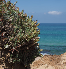 Crucianella maritima