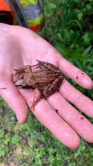 Lithobates sylvaticus image