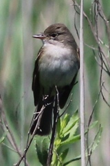 Empidonax traillii traillii