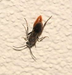Sphaeropthalma imperialis