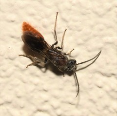 Sphaeropthalma imperialis