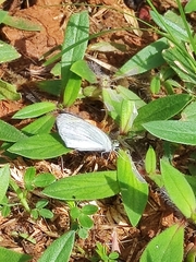 Papilionoidea
