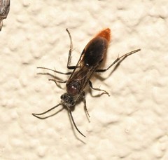 Sphaeropthalma imperialis