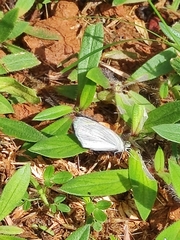 Papilionoidea