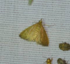 Loxomorpha flavidissimalis