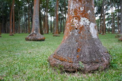 Acanthophoenix rubra