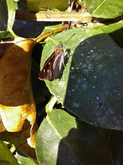 Paracarystus hypargyra