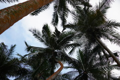 Acanthophoenix rubra