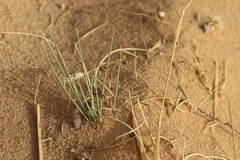 Stipagrostis ciliata