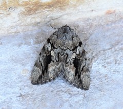 Catocala agrippina
