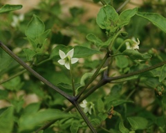 Capsicum chinense