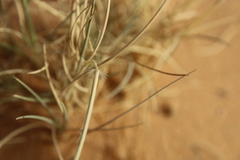 Stipagrostis ciliata