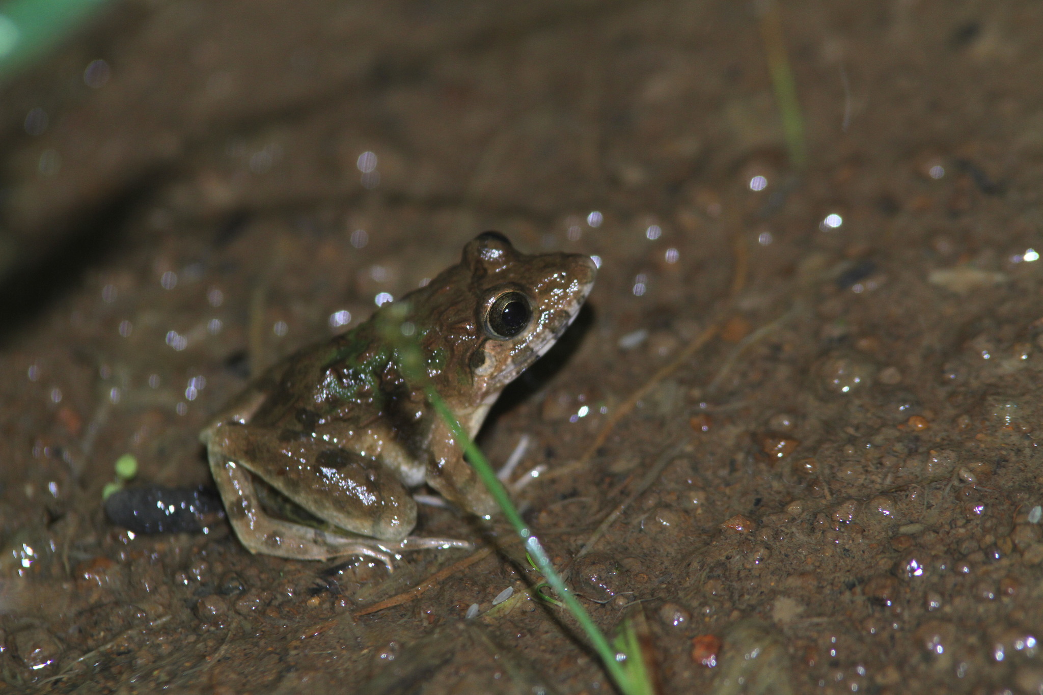 Chianjur Wart Frog photo 7