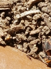 Monomorium ergatogyna