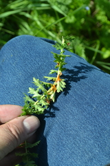 Triphragmium filipendulae