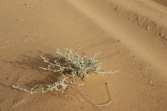 Convolvulus spicatus