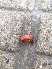 Holochelus