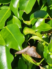 Anartia jatrophae