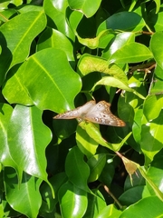 Anartia jatrophae