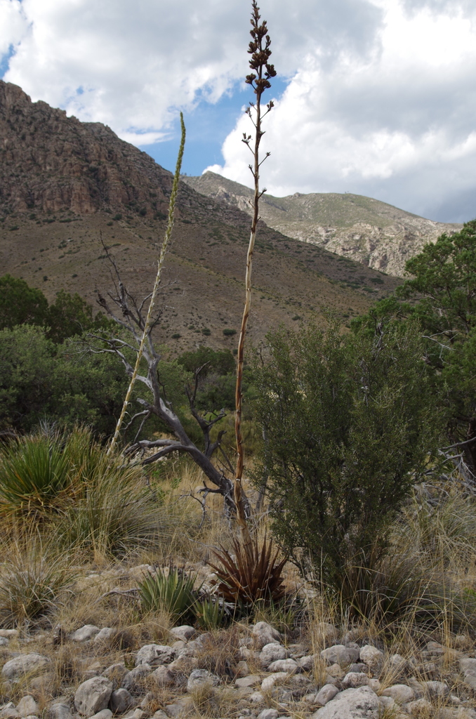 Agave gracilipes, Culberson County, TX, USA