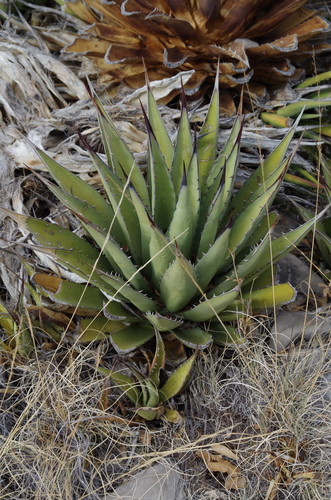 Image of Agave gracilipes by (c) Eric Knight, some rights reserved (CC BY)