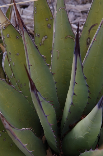 Agave gracilipes