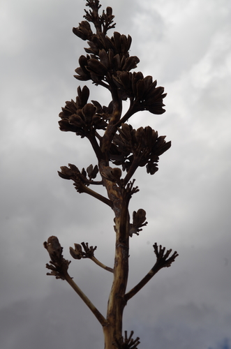 Agave gracilipes