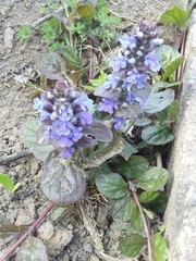 Ajugoideae