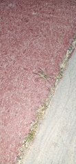 Lycosa hispanica