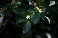 Erythroxylum emarginatum